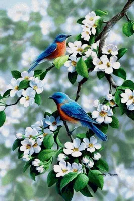 Красивые картинки с птицами и цветами - 75 фото