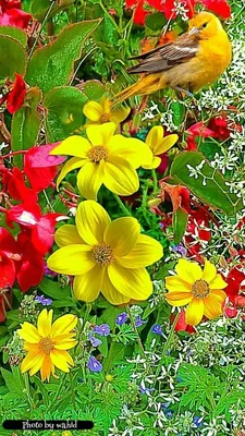 Pin by Favorite Collection on Aves | Beautiful flowers wallpapers,  Beautiful flowers, Beautiful flowers pictures