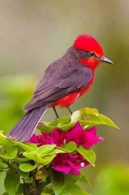 Красивые птицы в саду - 69 фото