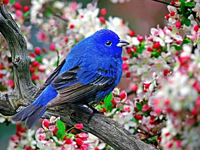 Цветы и птицы - фото и картинки: 62 штук