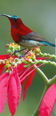 Пин от пользователя ertan на доске resim | Красивые птицы, Птицы, Фламинго
