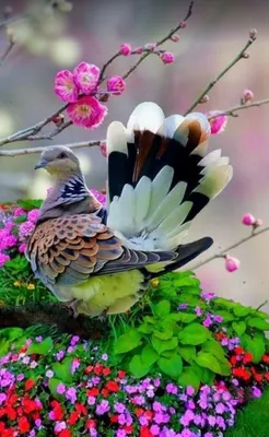 Красивые сильные птицы - 75 фото