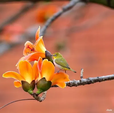Весна фото: птицы и весенние цветы невероятно красивые фото - природа,  фото, весна, цветы, птица | Обозреватель | OBOZ.UA