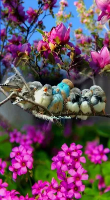 Птички и цветы - красивые фото