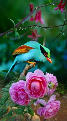 Цветы и птицы - 75 фото