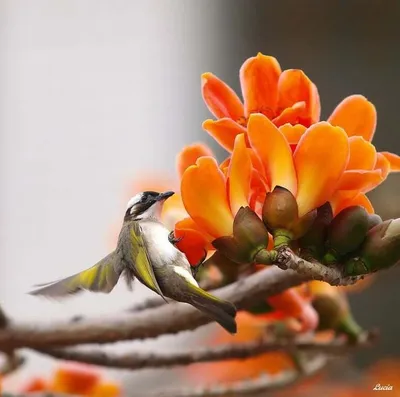 красивые картины птиц и цветов. Стоковое Изображение - изображение  насчитывающей флора, бобра: 266092415