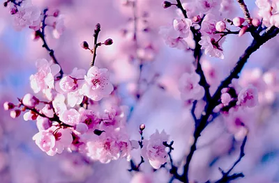 Красивые Розовые Цветы Сакуры На Фоне Весеннего Голубого Неба — стоковые  фотографии и другие картинки Без людей - iStock