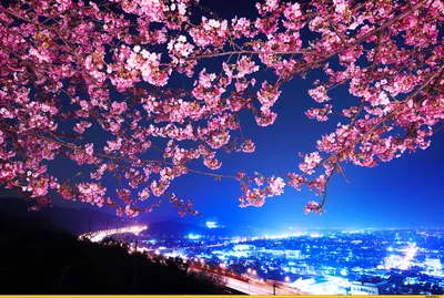 Красивые цветы сакуры» — создано в Шедевруме