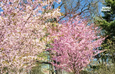 Красивые Сакура или вишневые деревья с розовыми цветками весной против  голубого неба Стоковое Фото - изображение насчитывающей средства, цвет:  147244576