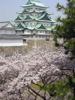 сакура и вишня цветут в японском саду Иллюстрация штока - иллюстрации  насчитывающей культура, красивейшее: 271173029
