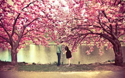 Красивые Розовые Цветы Сакуры Цветут В Парке Сакура — стоковые фотографии и  другие картинки Апрель - iStock