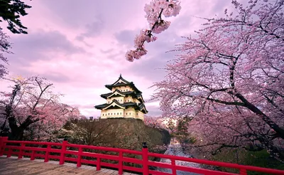 Красивые ветви сакуры розовый градиент фона, Цветение вишни, прекрасный,  розовый фон картинки и Фото для бесплатной загрузки