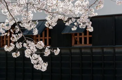 Красивая цветущая сакура» — создано в Шедевруме