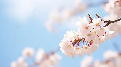Фестиваль сакуры - цветущие деревья Японии, красивые - онлайн-пазл