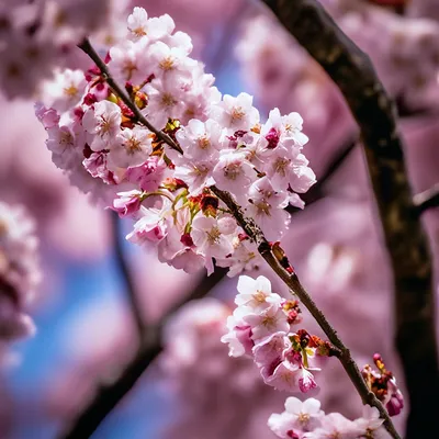 Самые красивые фотографии цветения сакуры в 2014-м году » BigPicture.ru