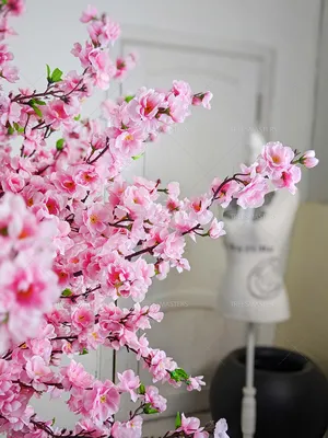 Розовые цветки японской вишни распускаются весной. Красивые цветы на ветках  сакуры на фоне голубого неба. Stock Photo | Adobe Stock