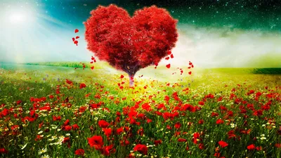 красивые блестящие сердце на блестящем черном и красном фоне foto de Stock  | Adobe Stock
