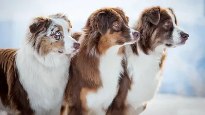 Нарушение походки у собак карликовых пород: основные причины - Алвита