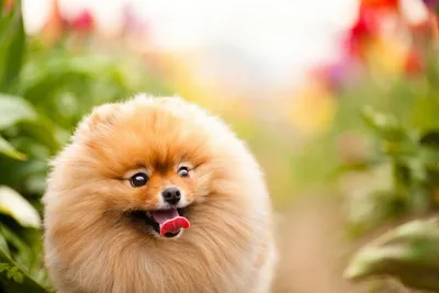 Самые красивые собаки в мире 🐶✨ | Purina Россия® | Дзен