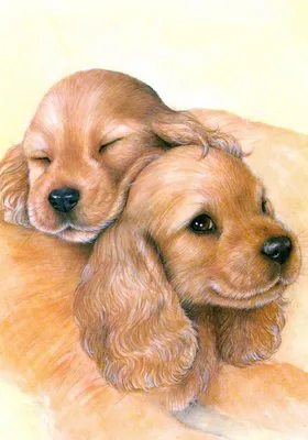 2 красивых собаки играют совместно и носят игрушку к предпринимателю  Стоковое Изображение - изображение насчитывающей мило, повиновение:  121800831
