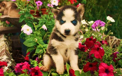 Картинки по запросу самые красивые собаки китайские хохлатые | Породы  собак, Китайская хохлатая собака, Милые собаки