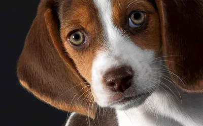 Это самые красивые собаки с голубыми глазами | Dog Breeds | Дзен