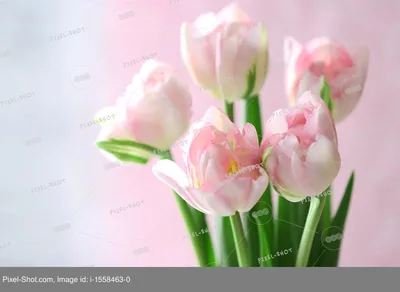 Красивые весенние цветы на светлом фоне :: Стоковая фотография ::  Pixel-Shot Studio