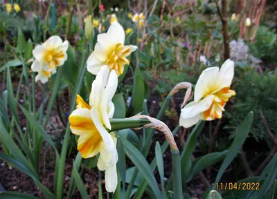 Картинки весна на заставку телефона (47 фото) • Прикольные картинки и  позитив | Цветок, Цветы, Весенние цветы
