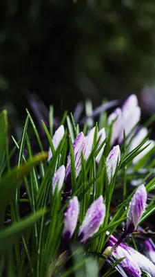 Весенние цветы. Нарциссы в моём саду. | МОЙ САД У ДОМА | Дзен