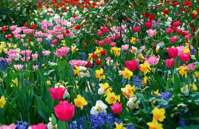 Весенние цветы в саду: фото, названия, описание