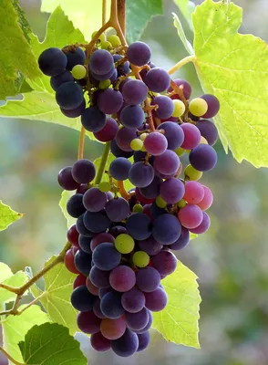 Виноград - красивые картинки (69 фото)