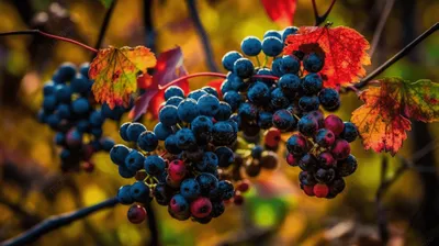 Молдова красивая. Сбор винограда в Et Cetera.: koshattenn — LiveJournal