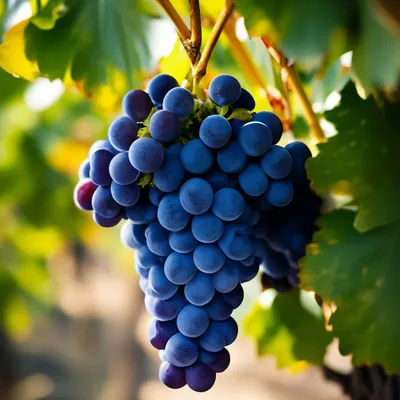Виноград в саду - 62 фото