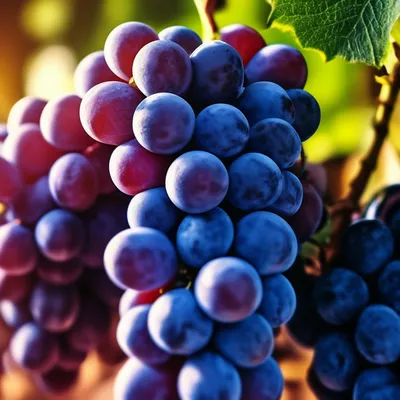 красивый виноград | Grapes, Fruit, Food
