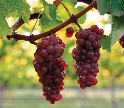 Красивые сорта винограда | Газета Хозяйство | Дзен