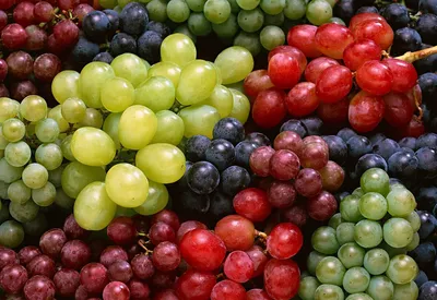 Очень красивый виноград - 77 фото