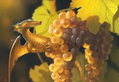 Польза и вред винограда для организма женщины и мужчины | Новости кулинарии  | Дзен