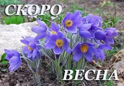 Картинки скоро весна (69 фото)