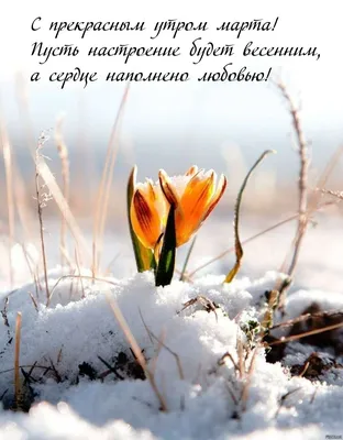 Доброе утро конца февраля скоро весна картинки (38 фото) » Красивые  картинки, поздравления и пожелания - Lubok.club