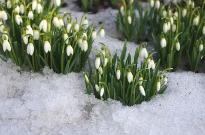Картинки доброе утро красивые весна со снегом (58 фото) » Картинки и  статусы про окружающий мир вокруг