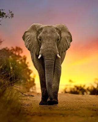 Красивые со слонами