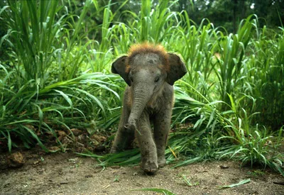 Красивые слоны на зоопарке в Берлине Редакционное Изображение - изображение  насчитывающей слон, глаза: 90830720
