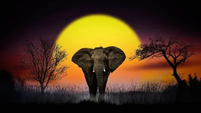Слоны - красивые картинки (82 фото)