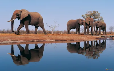 Красивые изображения африканского слона Стоковое Изображение - изображение  насчитывающей трава, творческо: 163447511