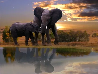 Слоны - красивые картинки (82 фото)