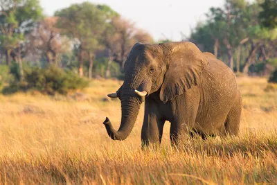 Красивые слоны переходят реку» — создано в Шедевруме