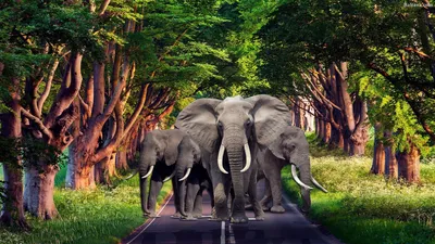 Делали сегодня вот таких милых слоников 🐘как думаете,что они могут  значить?😌✨ Татуировка со слонами - это красивый дизайн, который… |  Instagram
