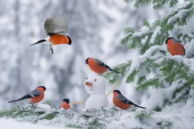Красивые птицы снегири на снежном …» — создано в Шедевруме
