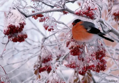 Красивые фотографии (60 фото) | Зимние деревья, Снегирь, Рождественские  пейзажи