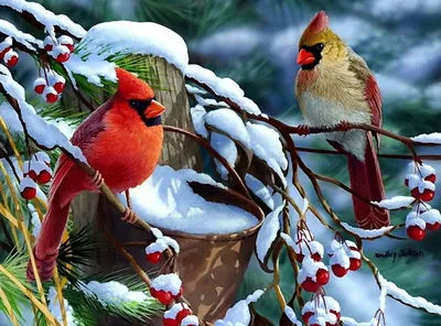 Снегирь | Милые рисунки, Птички, Животные
